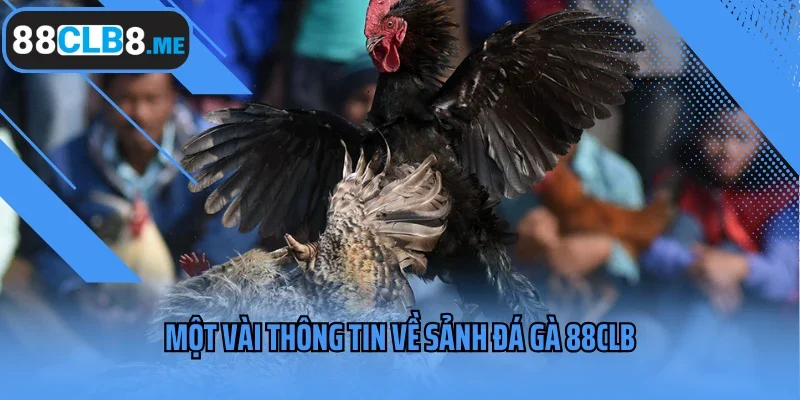 Một vài thông tin về sảnh đá gà 88CLB