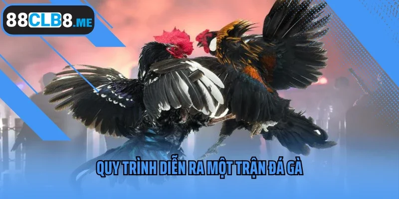 Quy trình diễn ra một trận đá gà