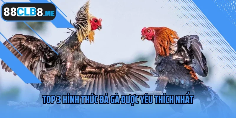 Top 3 hình thức đá gà được yêu thích nhất